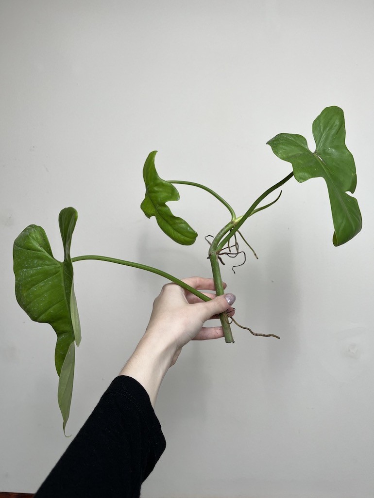PHILODENDRON YELLOW VIOLIN |Sadzonka Rośliny