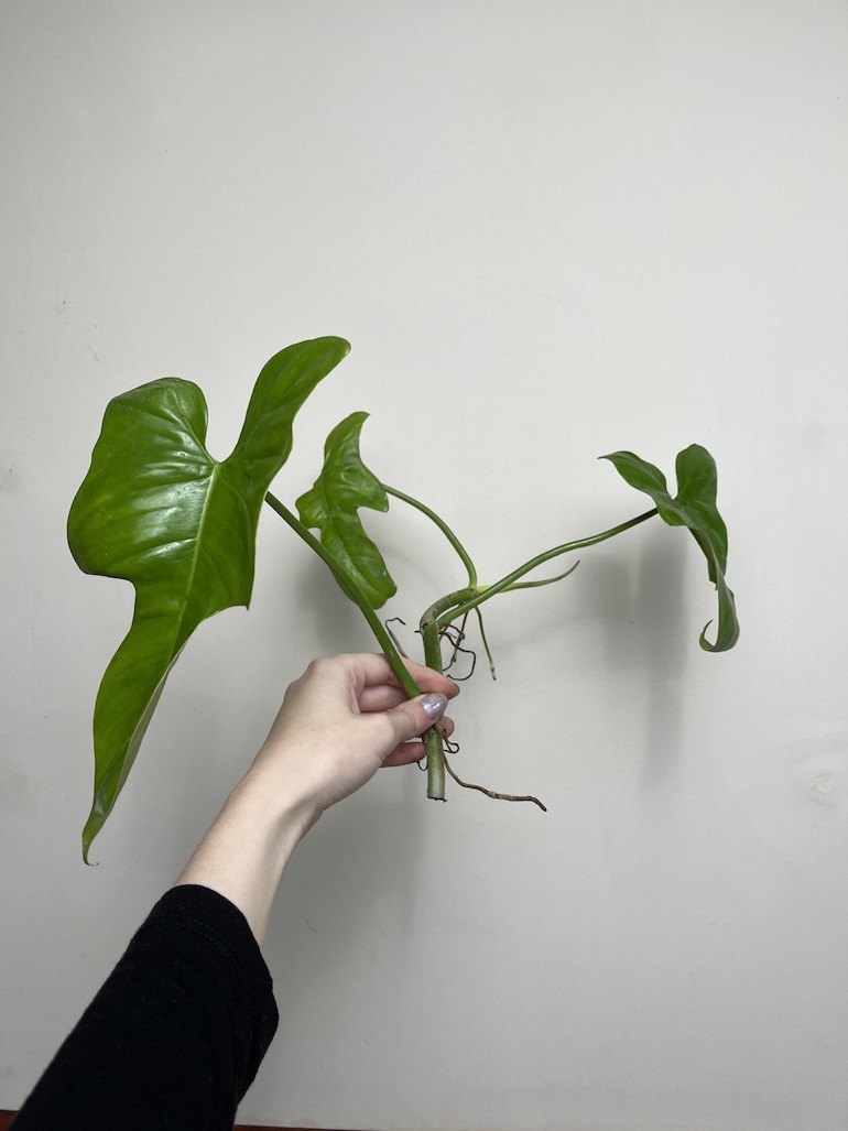 PHILODENDRON YELLOW VIOLIN |Sadzonka Rośliny
