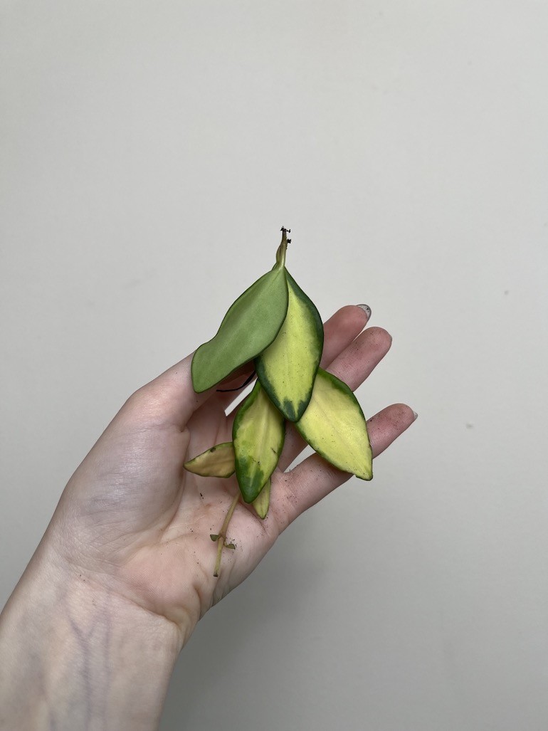 Hoya Burtoniae Variegata |Sadzonka Cięta