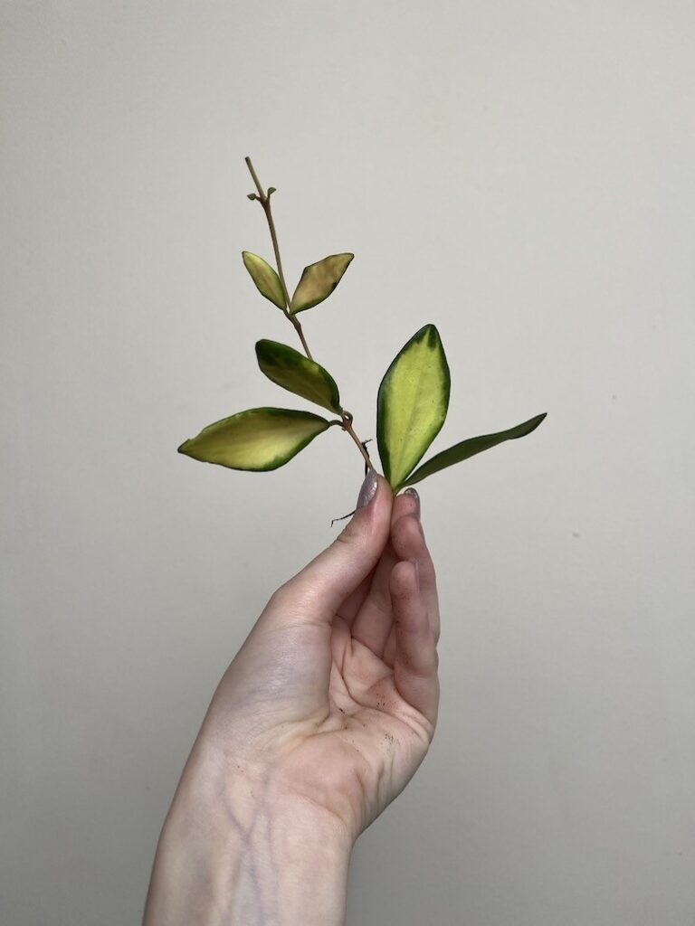 HOYA BURTONIAE VARIEGATA (DS 70)|Sadzonka Rośliny