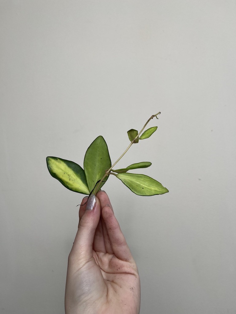 Hoya Burtoniae Variegata |Sadzonka Cięta