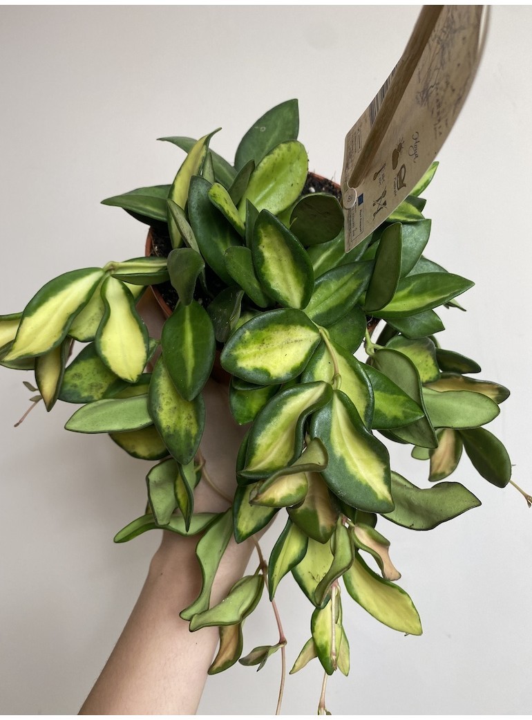 Hoya Burtoniae Variegata |Sadzonka Cięta