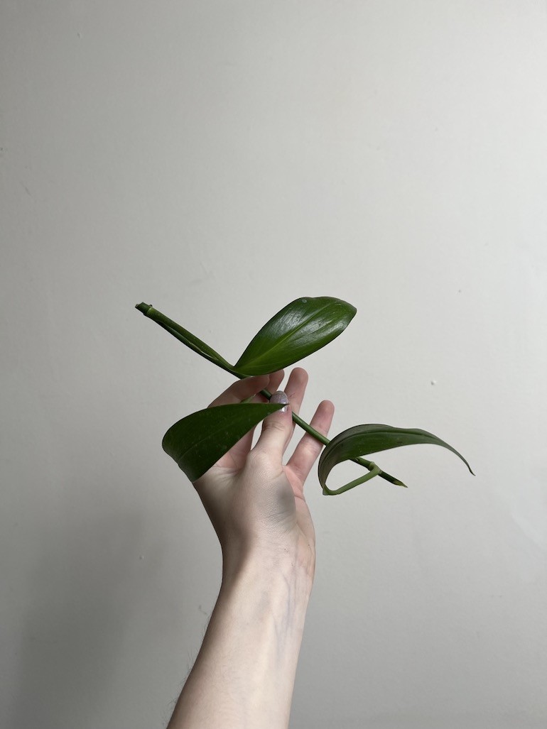 Epipremnum amplissimum|Sadzonka Rośliny