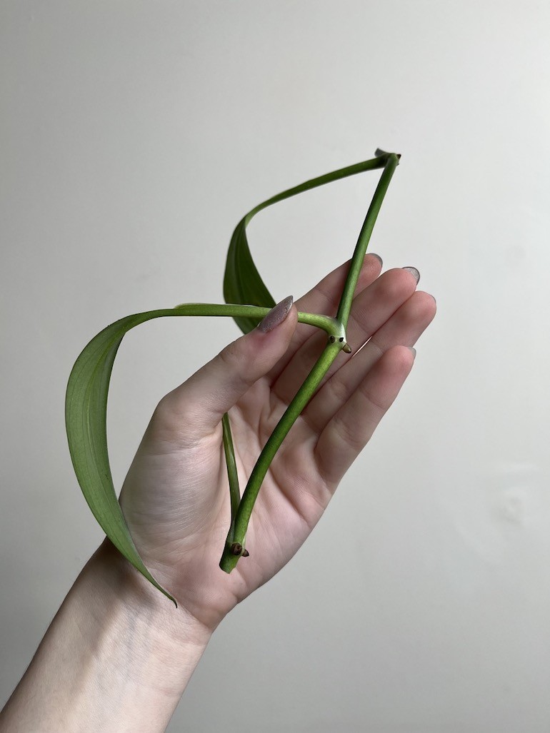 Epipremnum amplissimum|Sadzonka Rośliny