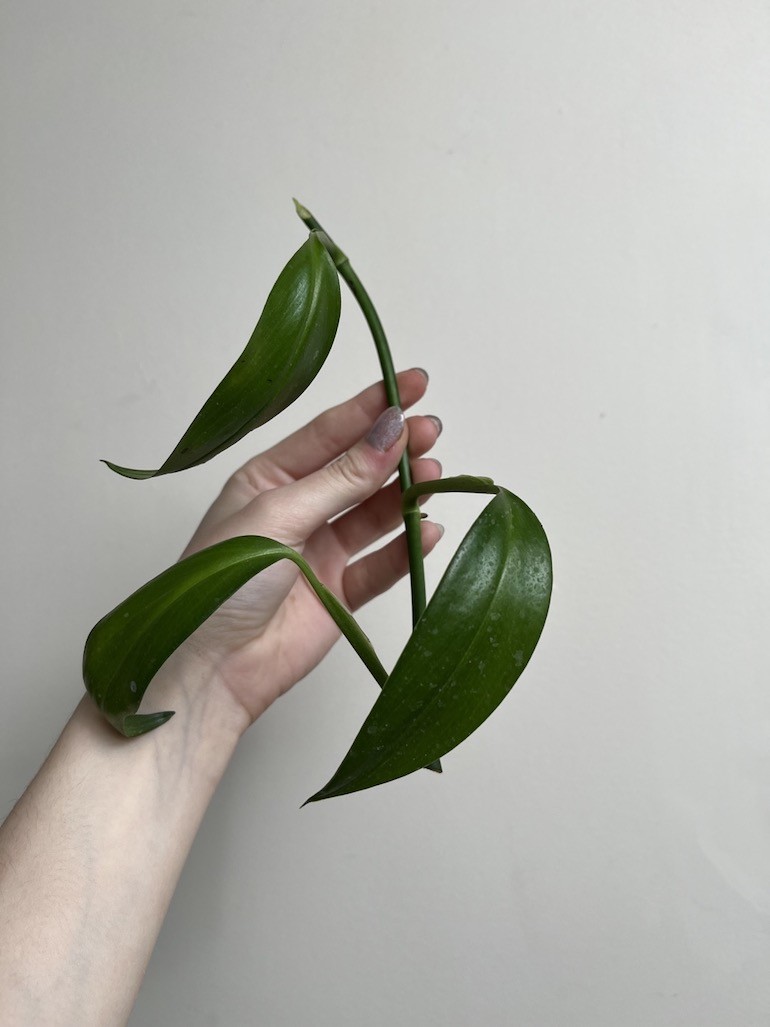 Epipremnum amplissimum|Sadzonka Rośliny