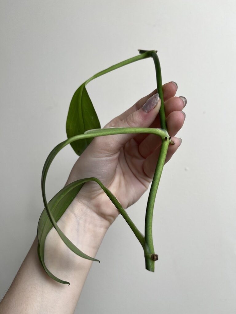 Epipremnum amplissimum|Sadzonka Rośliny