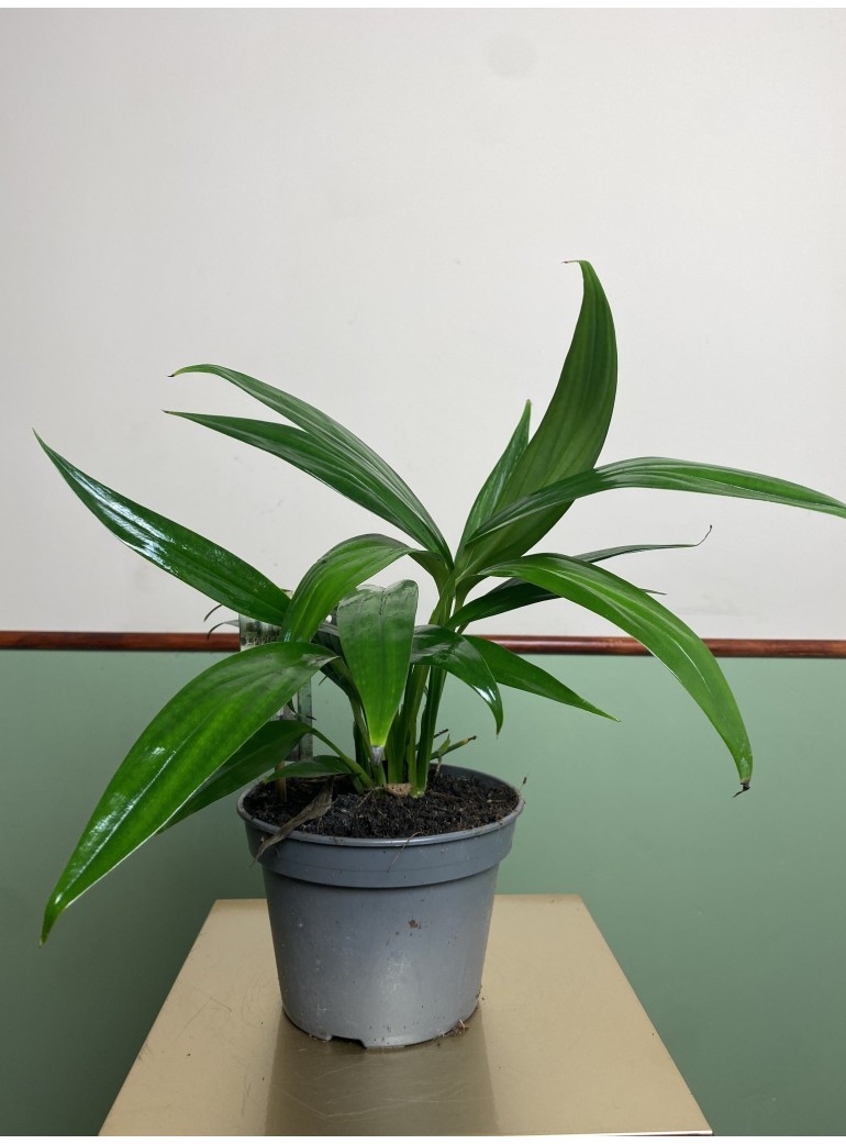 Epipremnum amplissimum|Sadzonka Rośliny