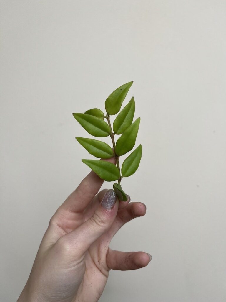 HOYA BELLA GREEN|Sadzonka Rośliny