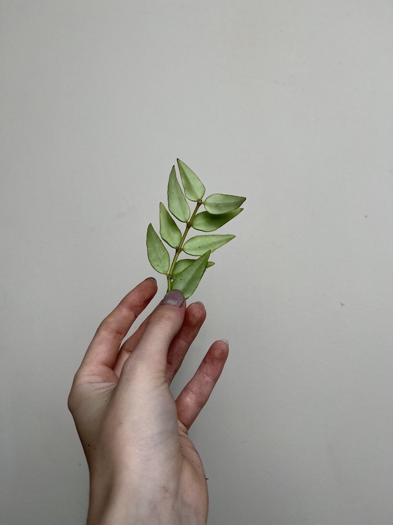Hoya Bella Green | Sadzonka cięta