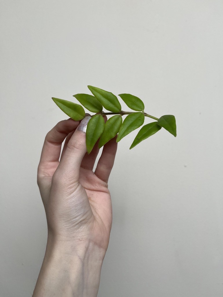 Hoya Bella Green | Sadzonka cięta