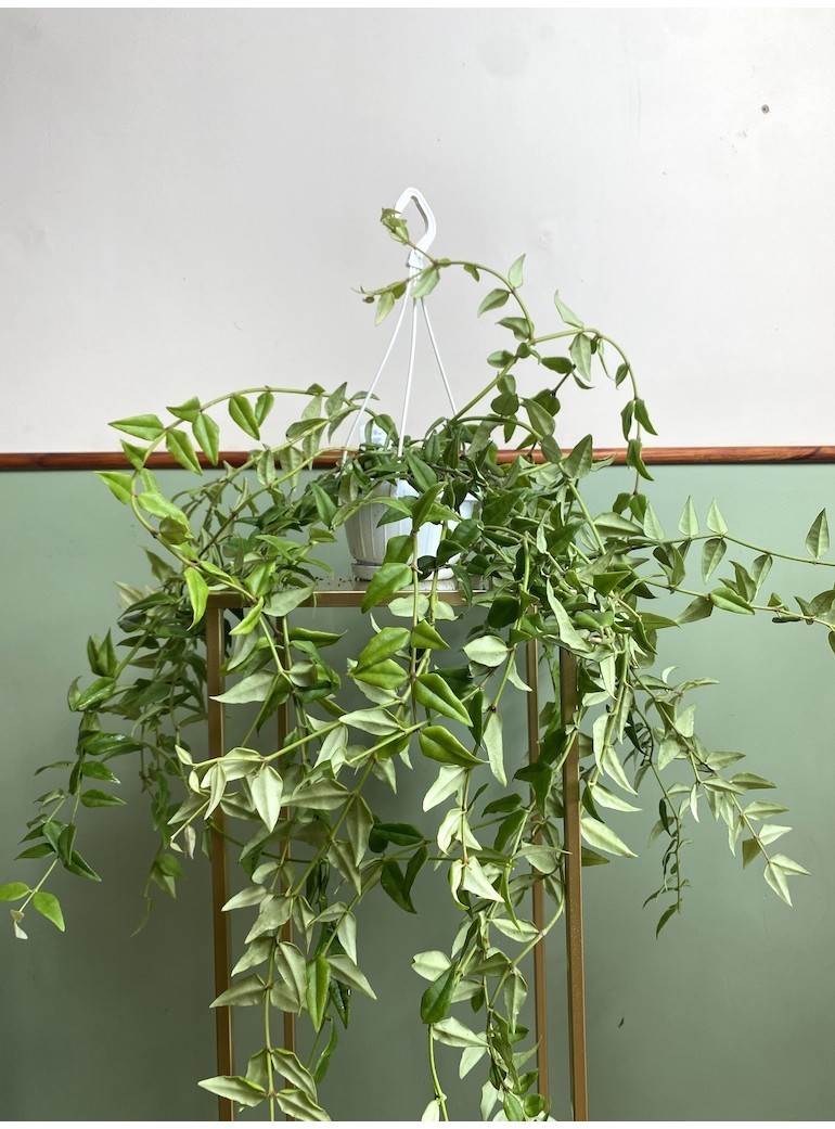 Hoya Bella Green | Sadzonka cięta