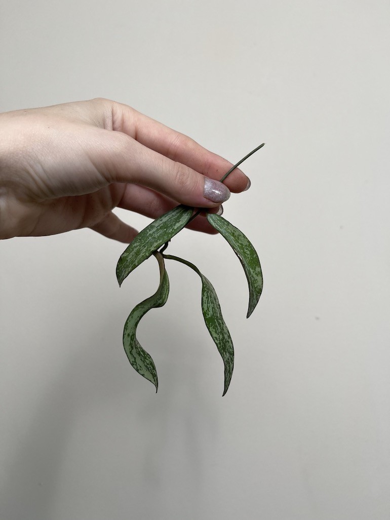 Hoya Sigitalis |Sadzonka Rośliny