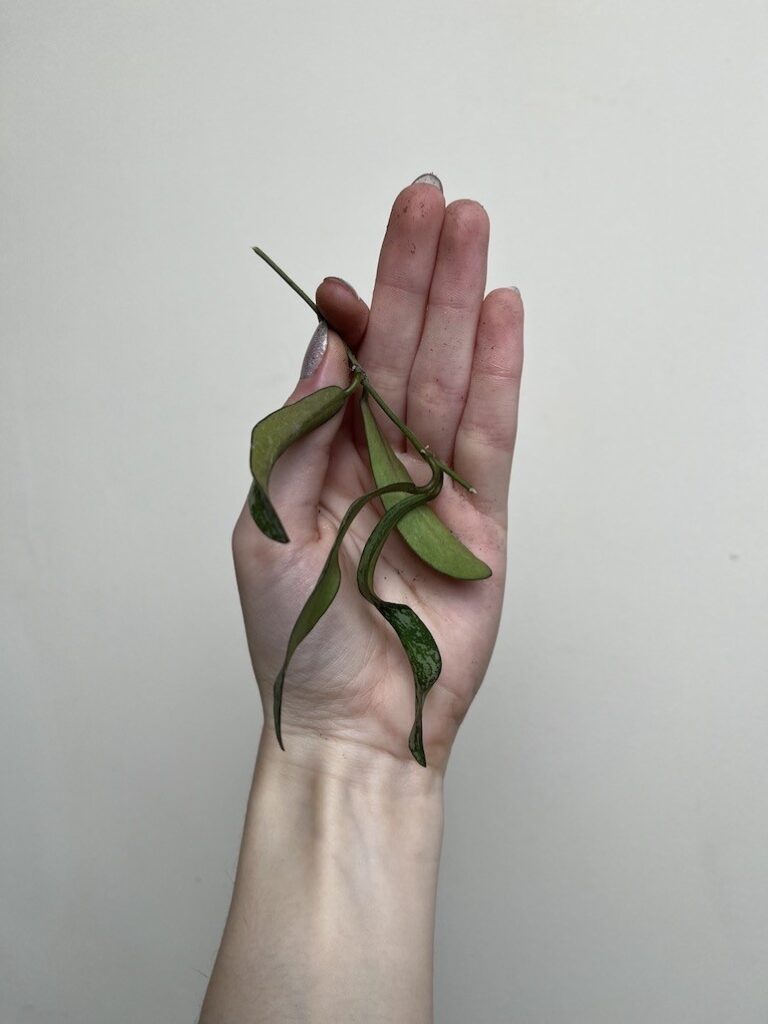 Hoya Sigitalis |Sadzonka Rośliny