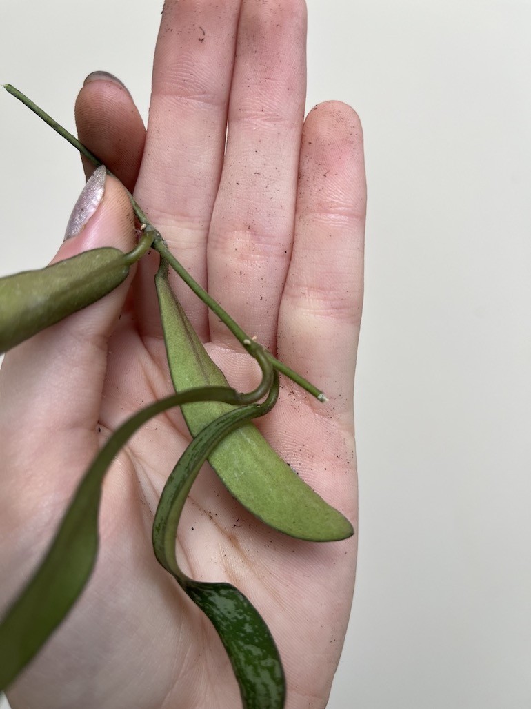 Hoya Sigitalis |Sadzonka Rośliny