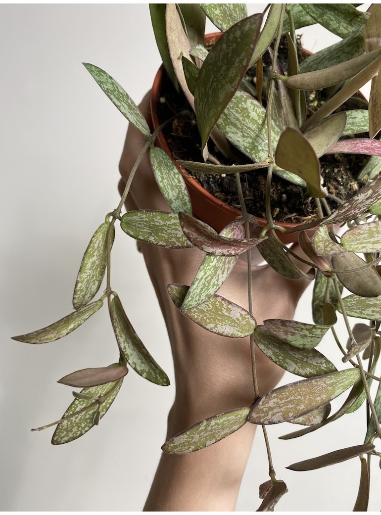 Hoya Sigitalis |Sadzonka Rośliny