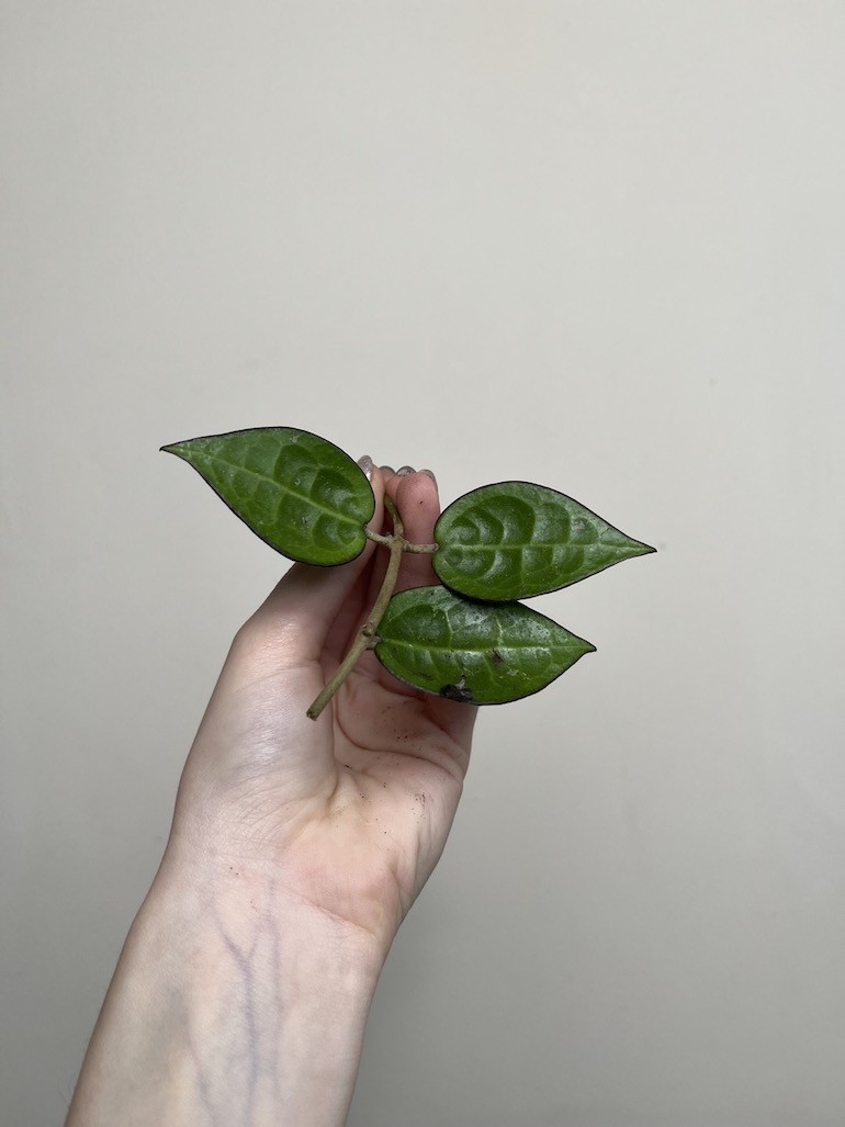 Hoya Black Margin | Sadzonka Cięta