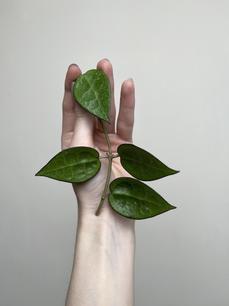 Hoya Black Margin | Sadzonka Cięta