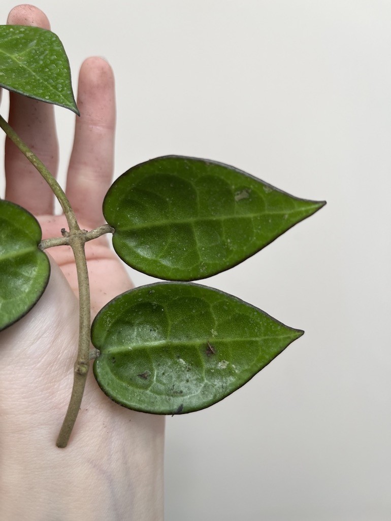 Hoya Black Margin | Sadzonka Cięta