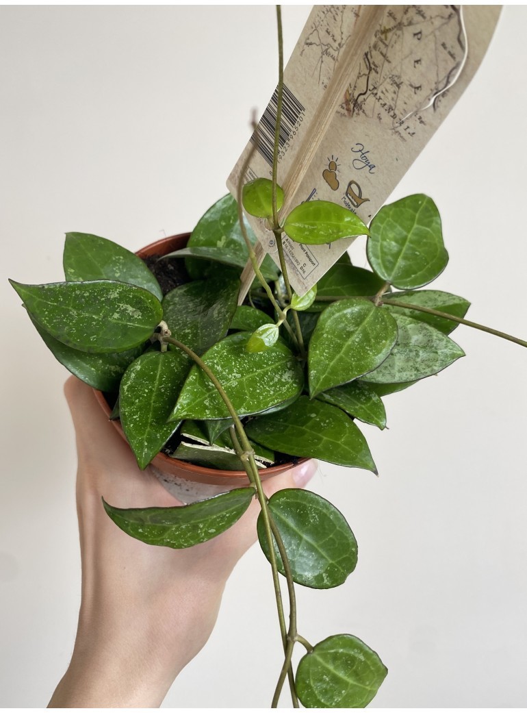 Hoya Black Margin | Sadzonka Cięta