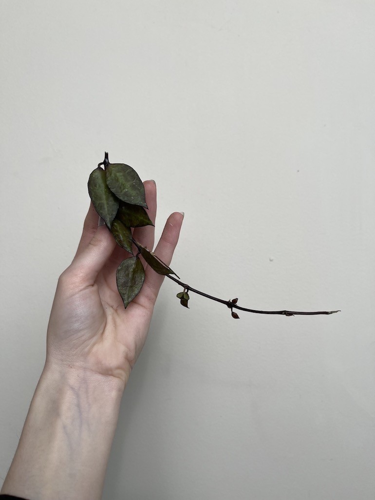 Hoya Krohniania Black Leaves | Sadzonka cięta