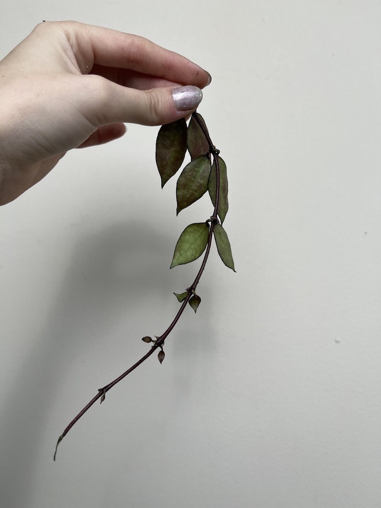 Hoya Krohniania Black Leaves | Sadzonka cięta