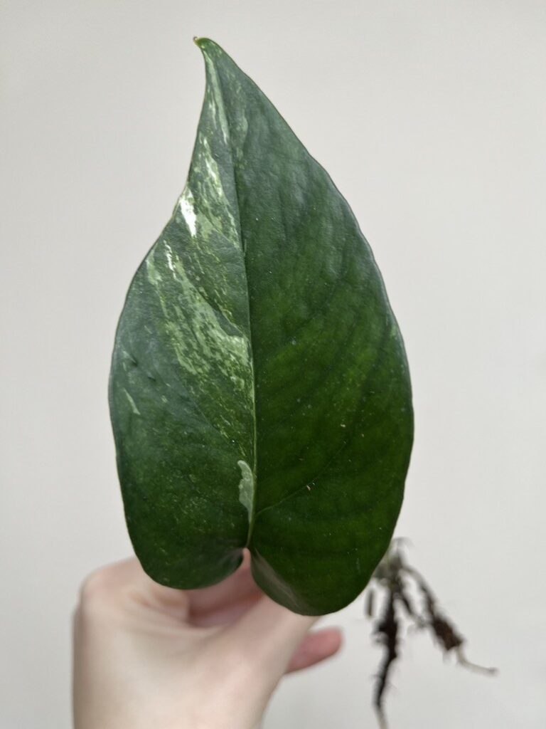 EPIPREMNUM BLUE VARIEGATA|Sadzonka Rośliny