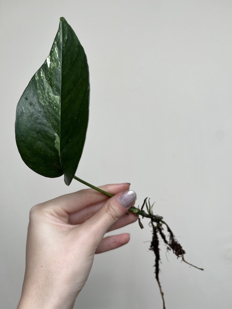 EPIPREMNUM BLUE VARIEGATA|Sadzonka Rośliny