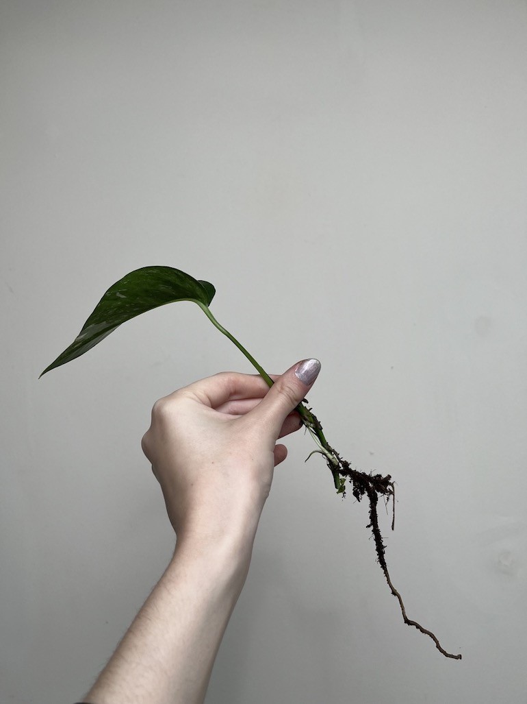 EPIPREMNUM BLUE VARIEGATA|Sadzonka Rośliny