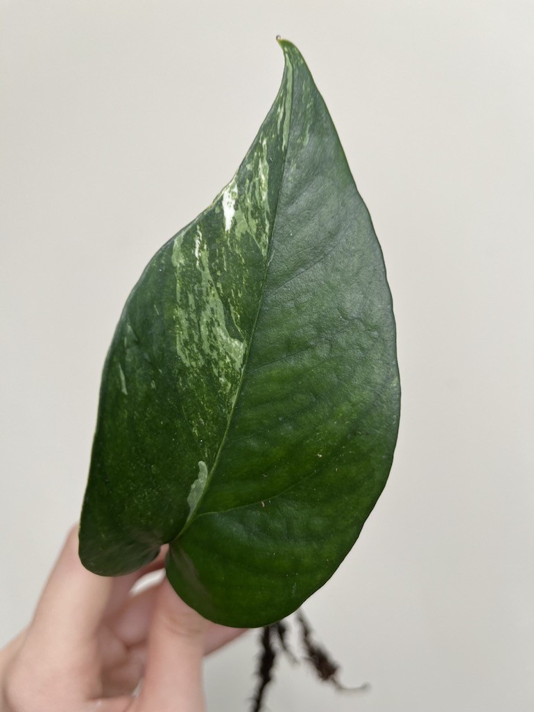 EPIPREMNUM BLUE VARIEGATA|Sadzonka Rośliny