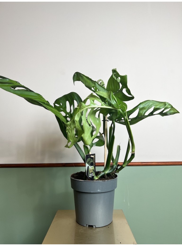 Monstera Esqualento | Sadzonka cięta