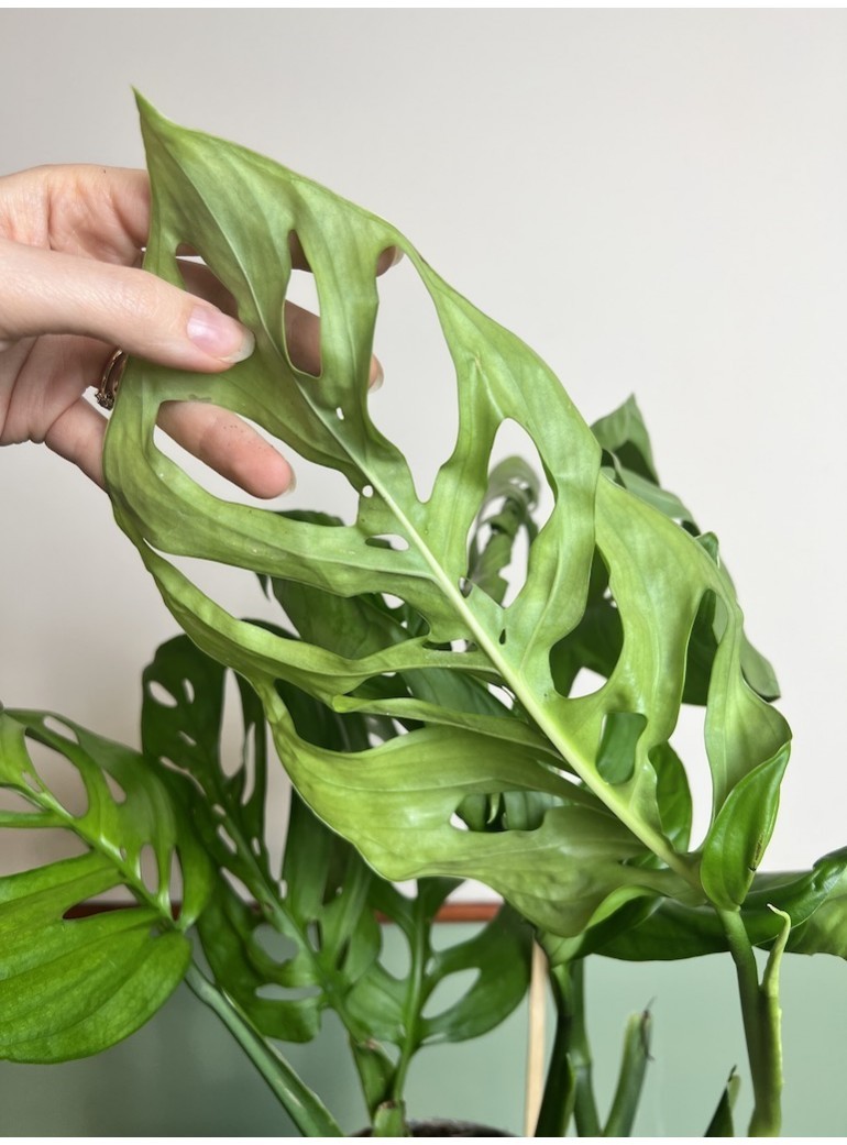 Monstera Esqualento | Sadzonka cięta