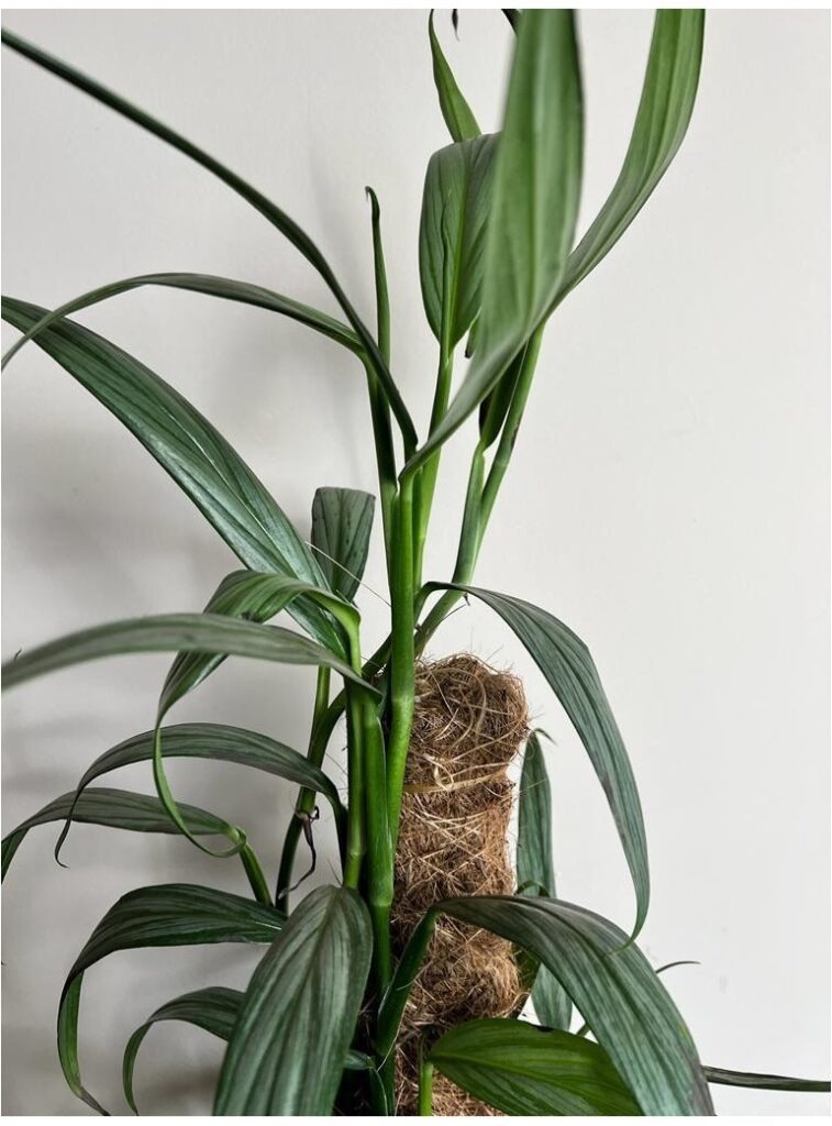 EPIPREMNUM AMPLISSIMUM 'SILVER STRIPE'|Sadzonka Rośliny