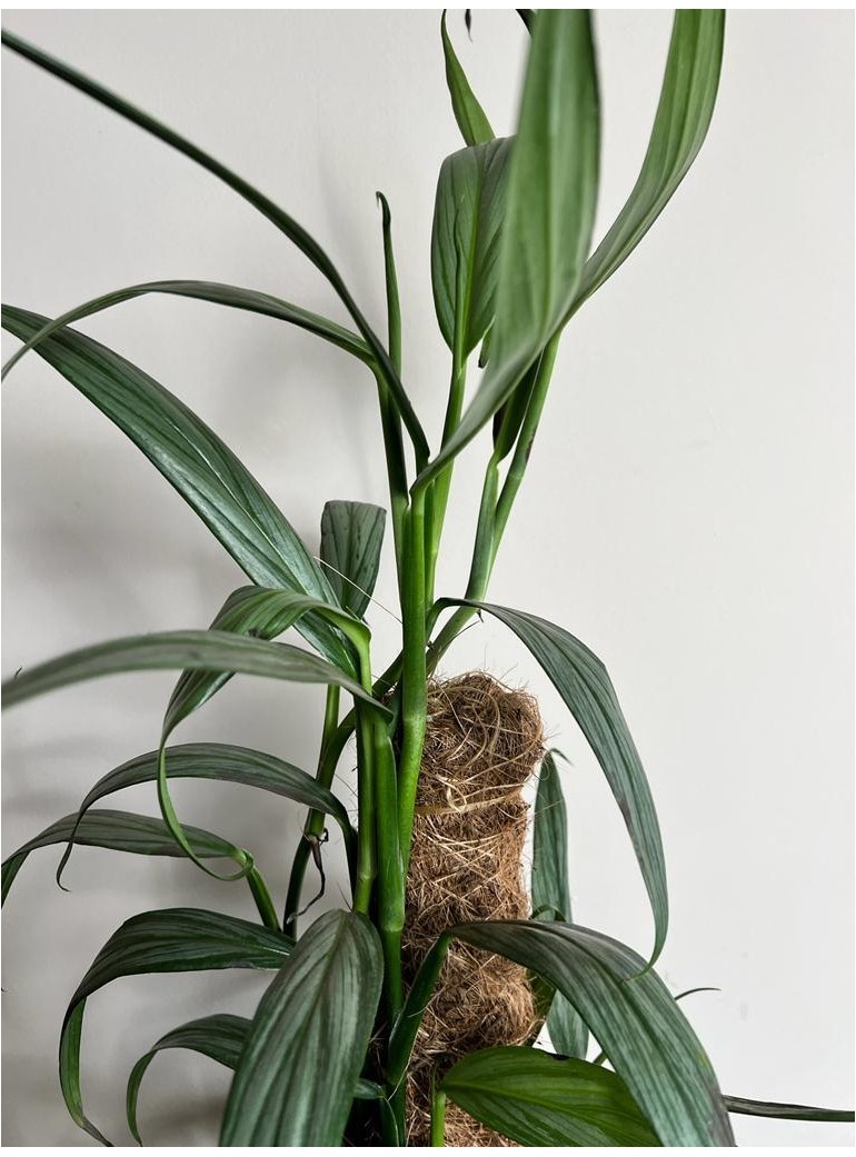 EPIPREMNUM AMPLISSIMUM ‘SILVER STRIPE’|Sadzonka Rośliny