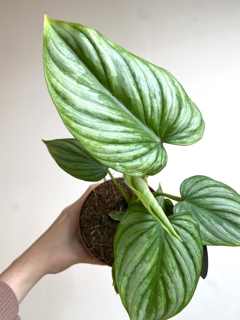 Philodendron Mamei