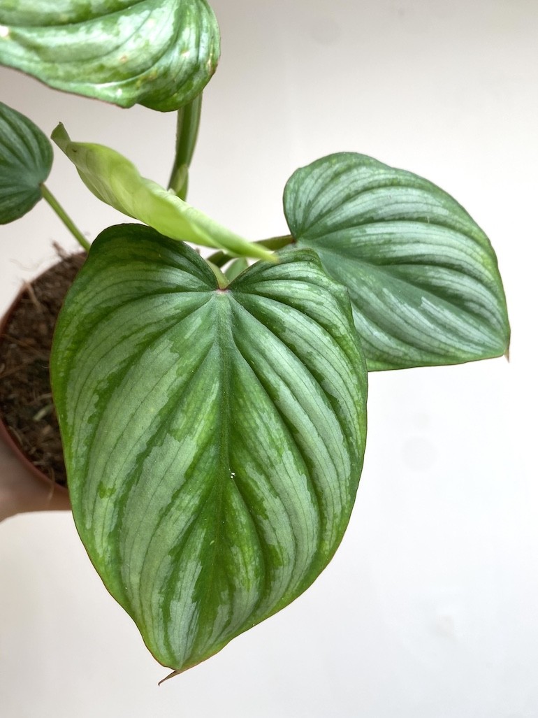 Philodendron Mamei