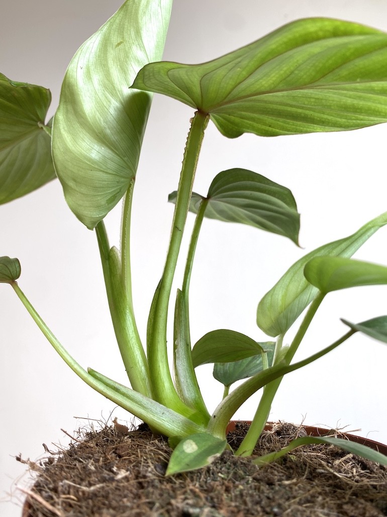 Philodendron Mamei