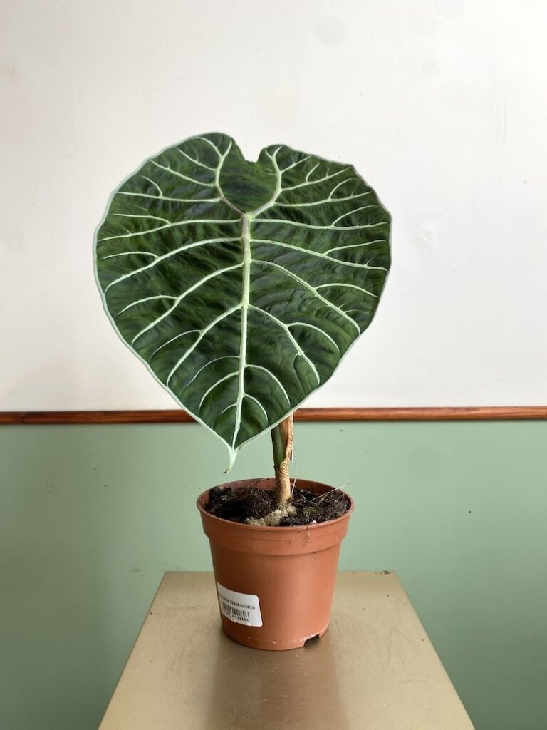 Alocasia Watsoniana