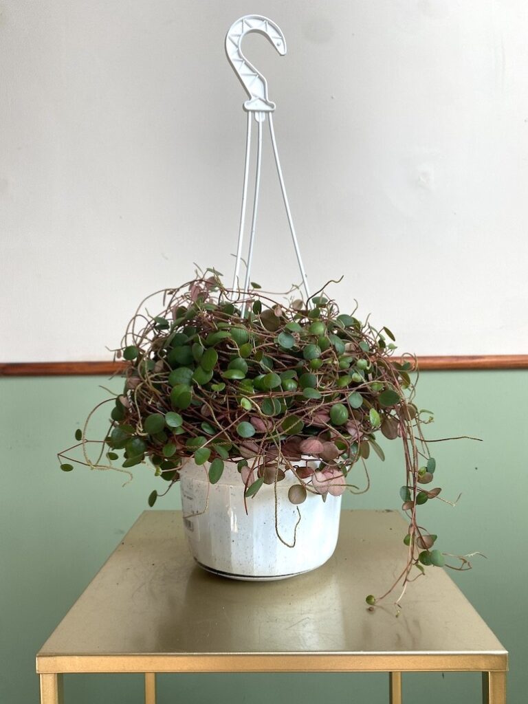 Peperomia Munk