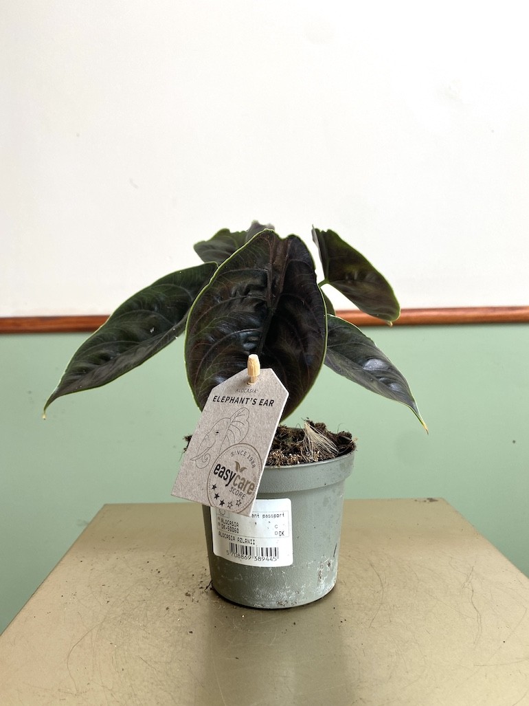 Alocasia Azlani Średnia