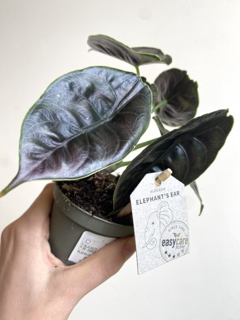 Alocasia Azlani Średnia