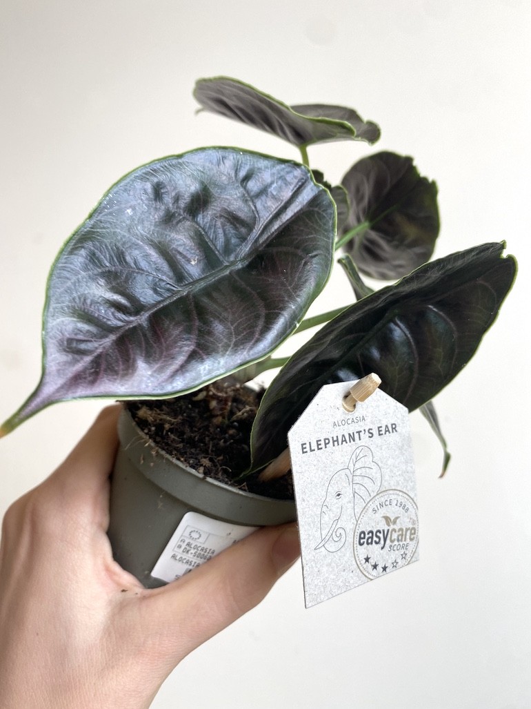 Alocasia Azlani Średnia