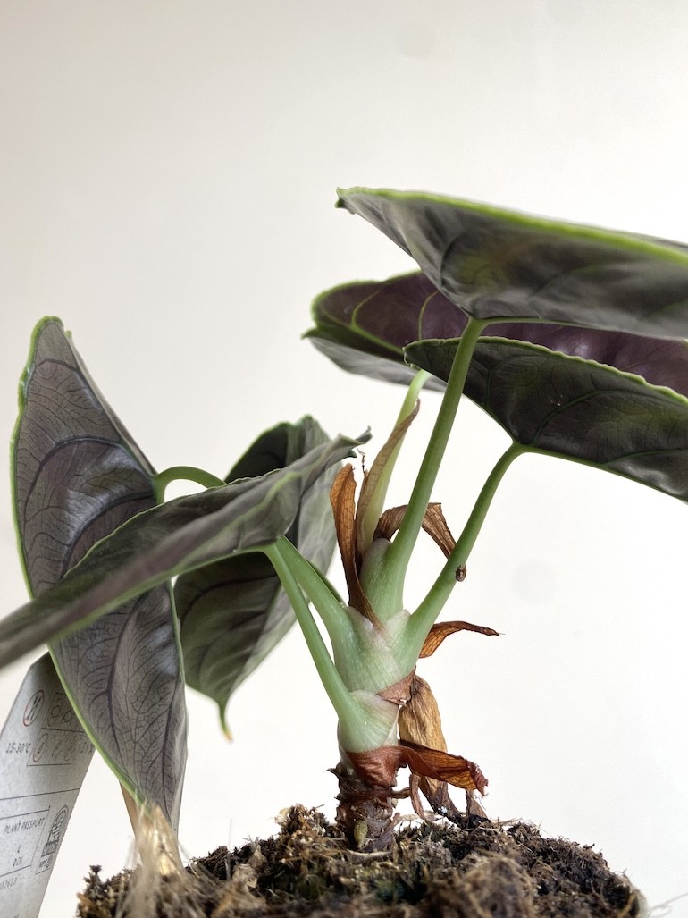 Alocasia Azlani Średnia