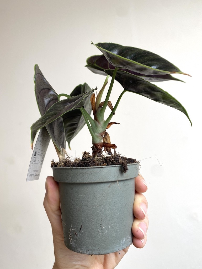 Alocasia Azlani Średnia
