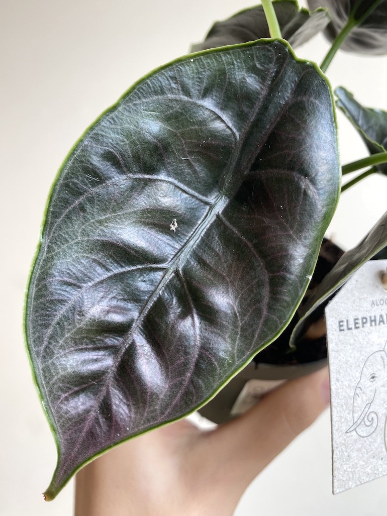 Alocasia Azlani Średnia