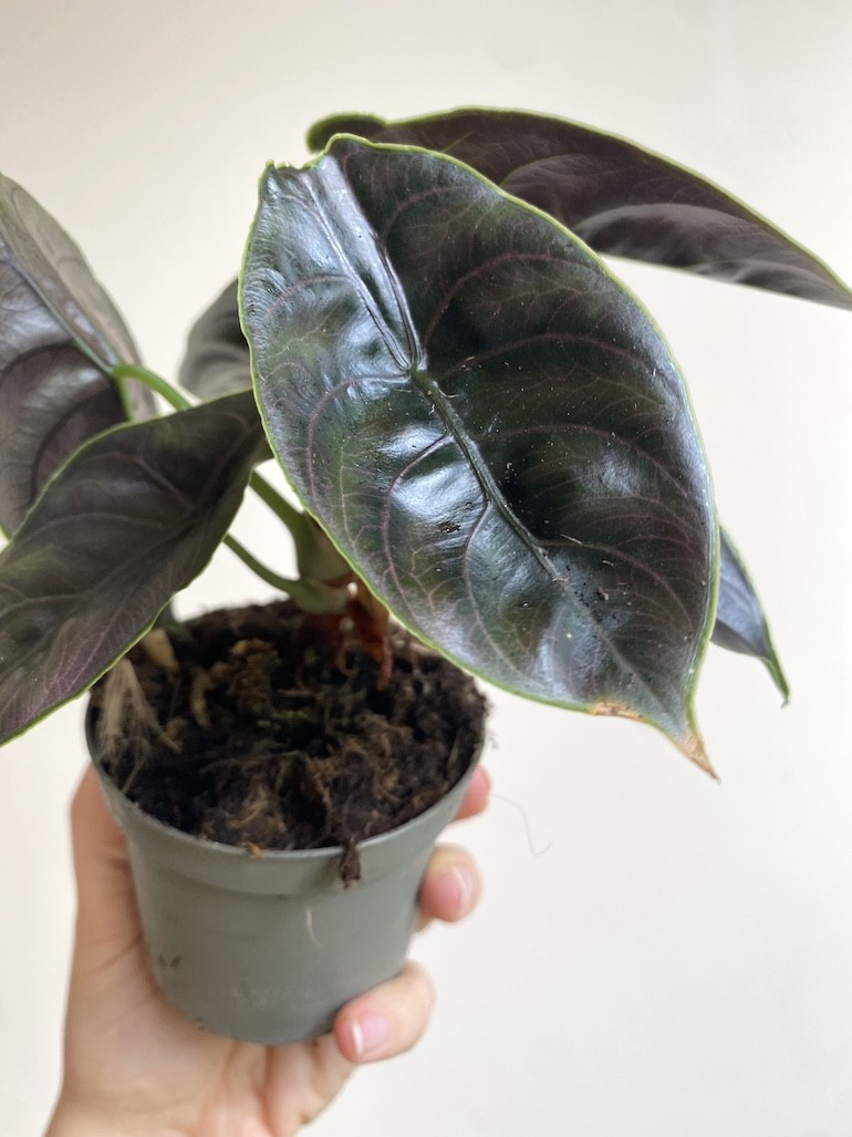 Alocasia Azlani Średnia