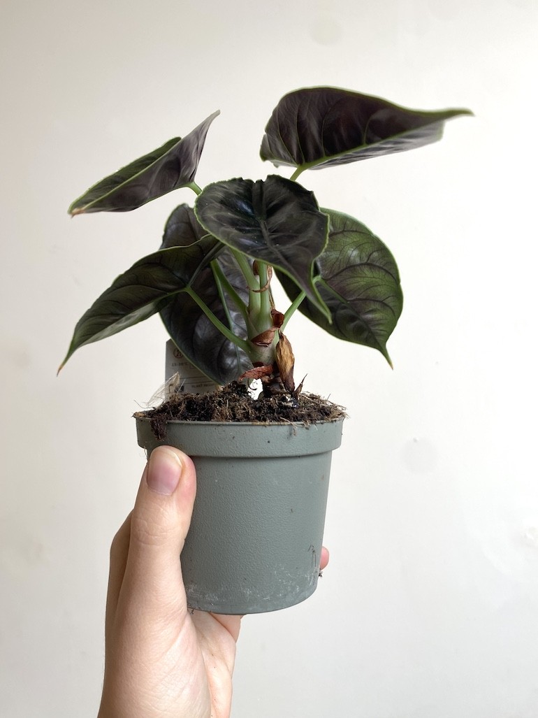 Alocasia Azlani Średnia