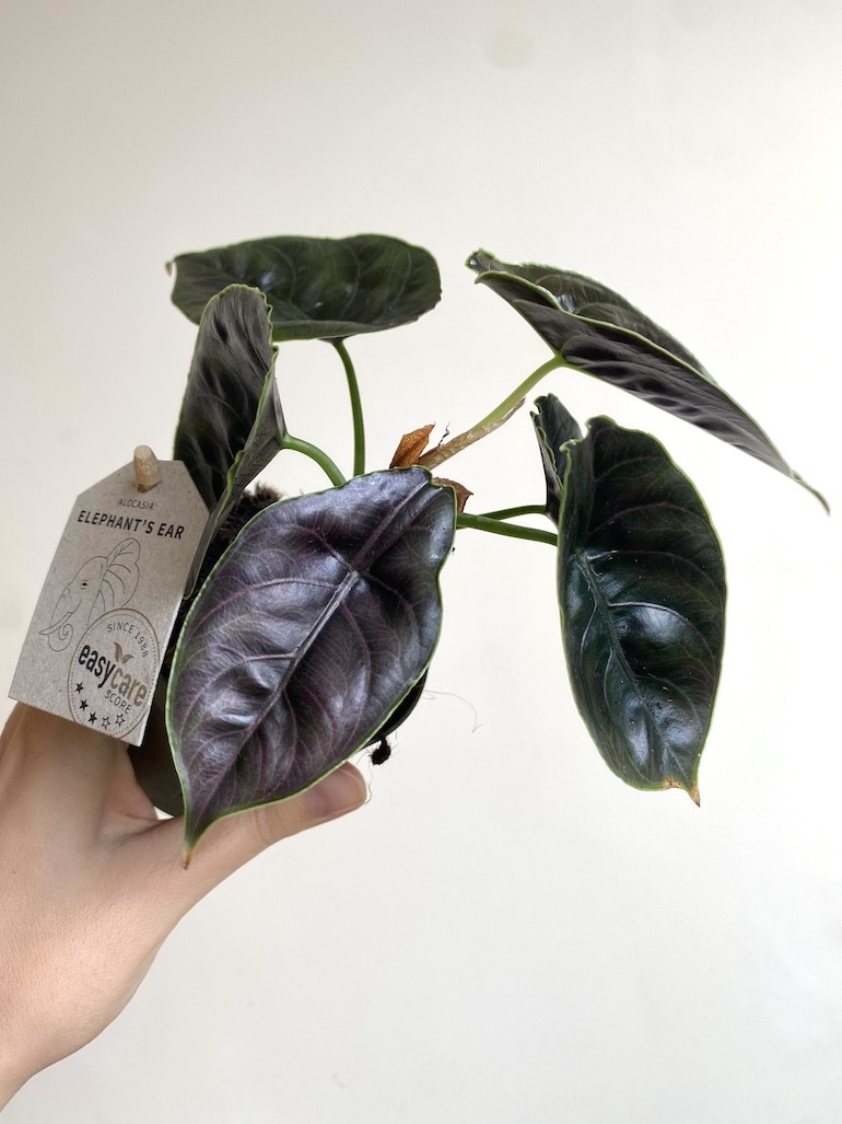 Alocasia Azlani Średnia
