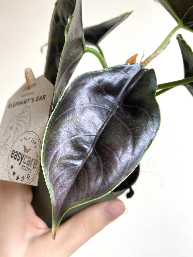 Alocasia Azlani Średnia