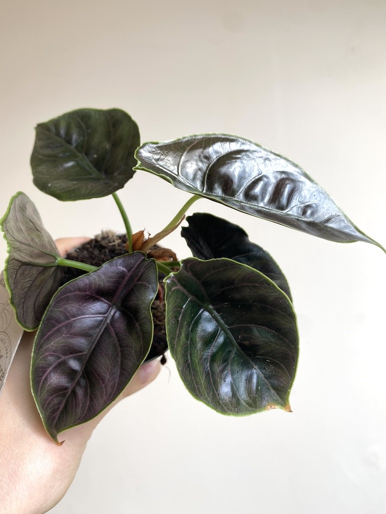 Alocasia Azlani Średnia