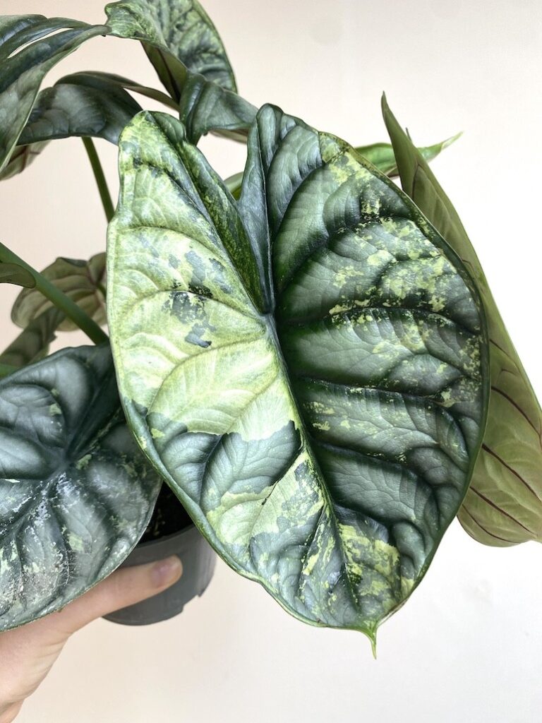 Alocasia Silver Dragon Variegata